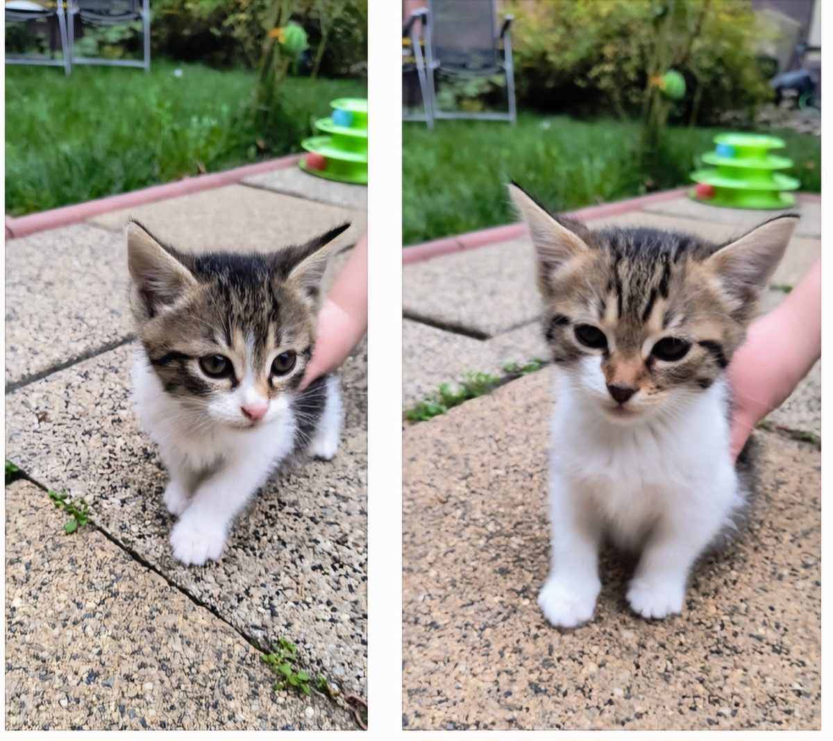 Ofer spre adoptie 4 pisoiași jucausi, la alegere