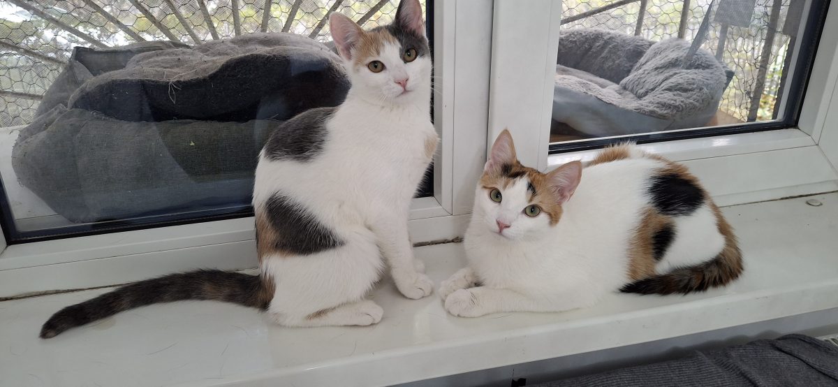 Electra si Xena isi cauta familia lor