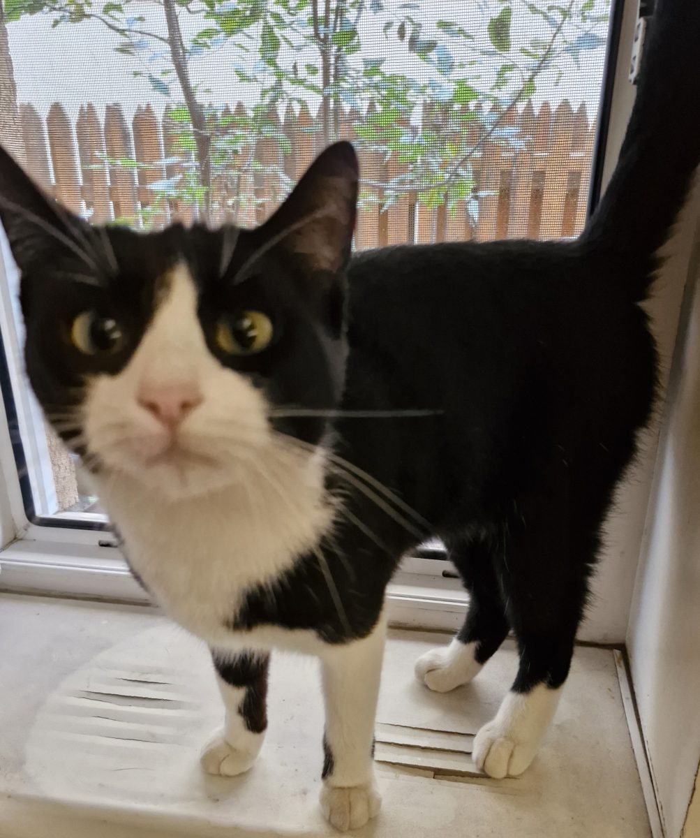 Adopție pisicuță – Popesti-Leordeni / București