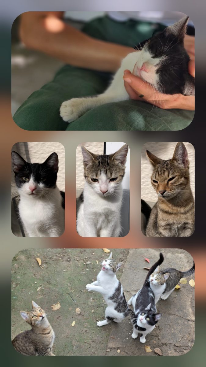 🌟 Pisoi adorabili caută familie! 🐾