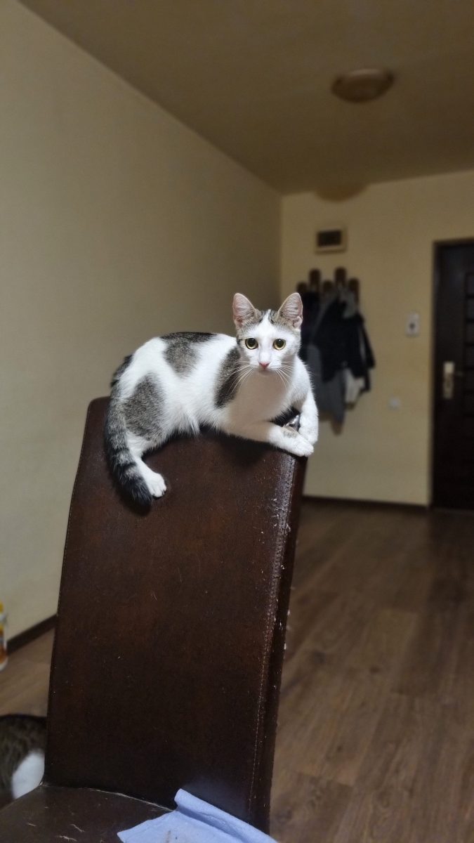 Ollie vrea o căsuță