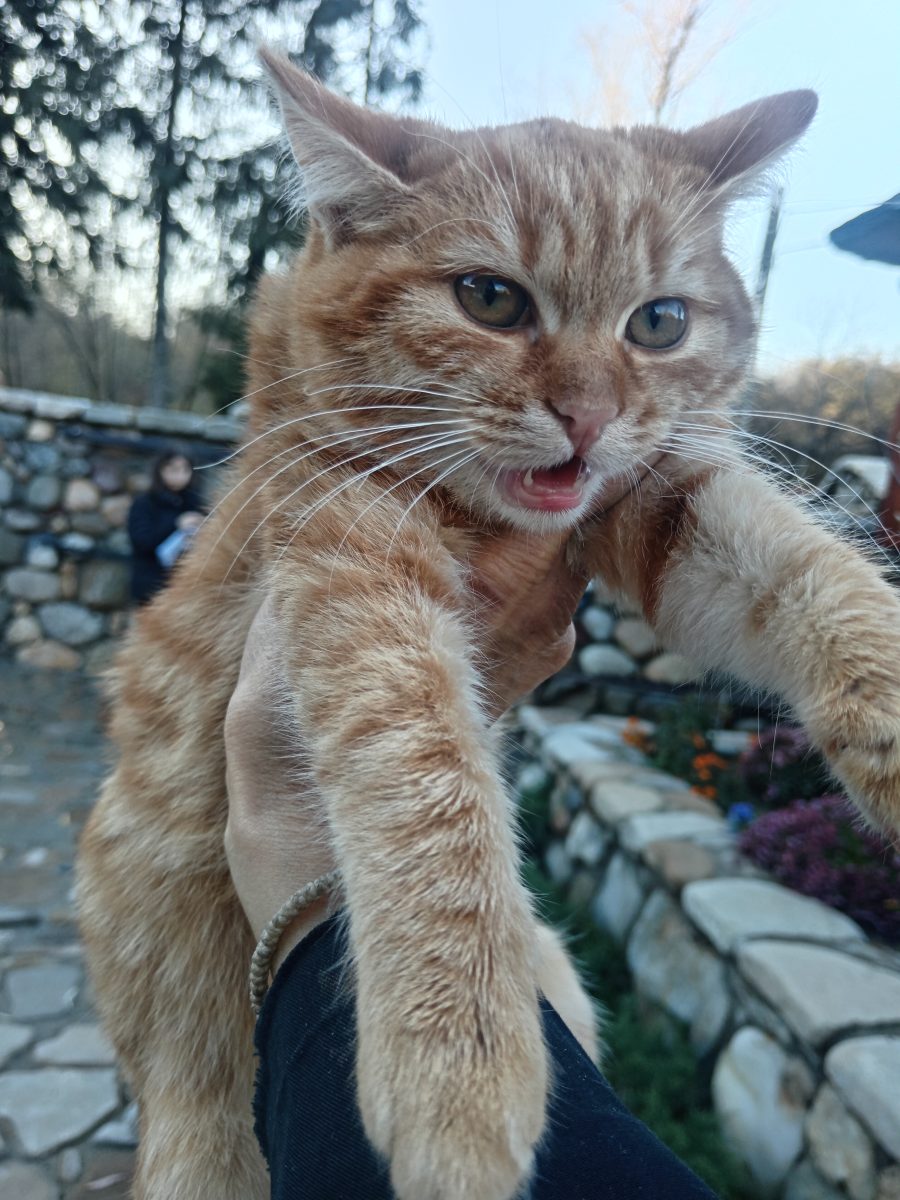 Pisicuța roșcată superba