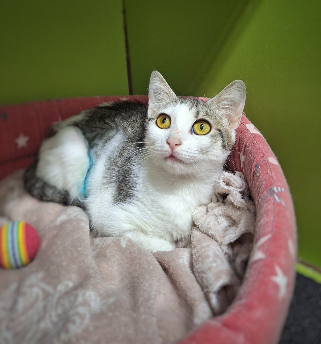 Miki îți va fi forever grateful dacă o adopți