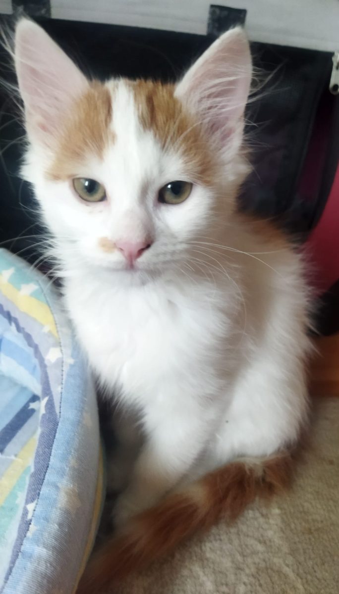 MIKI. O frumusețe dulce.