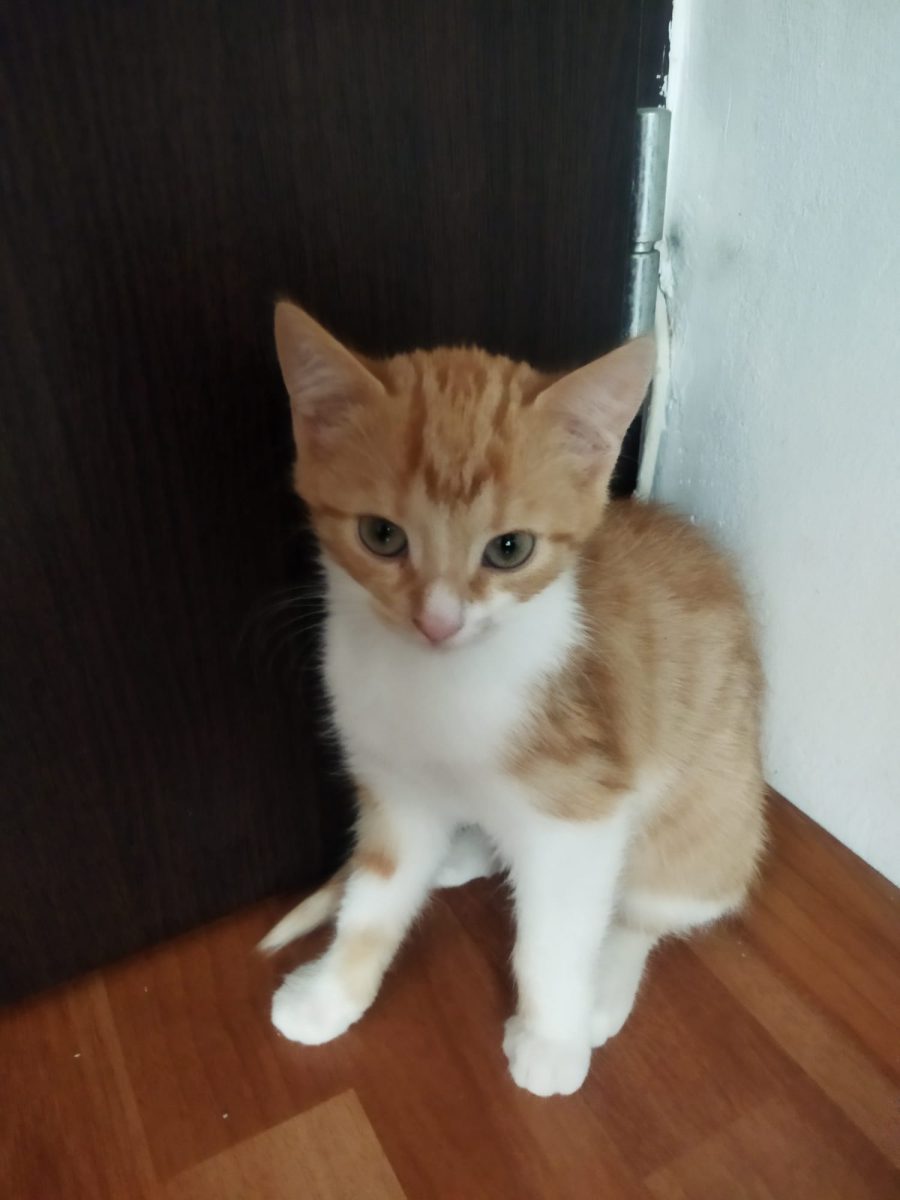 Adopție puiuță frumoasă.