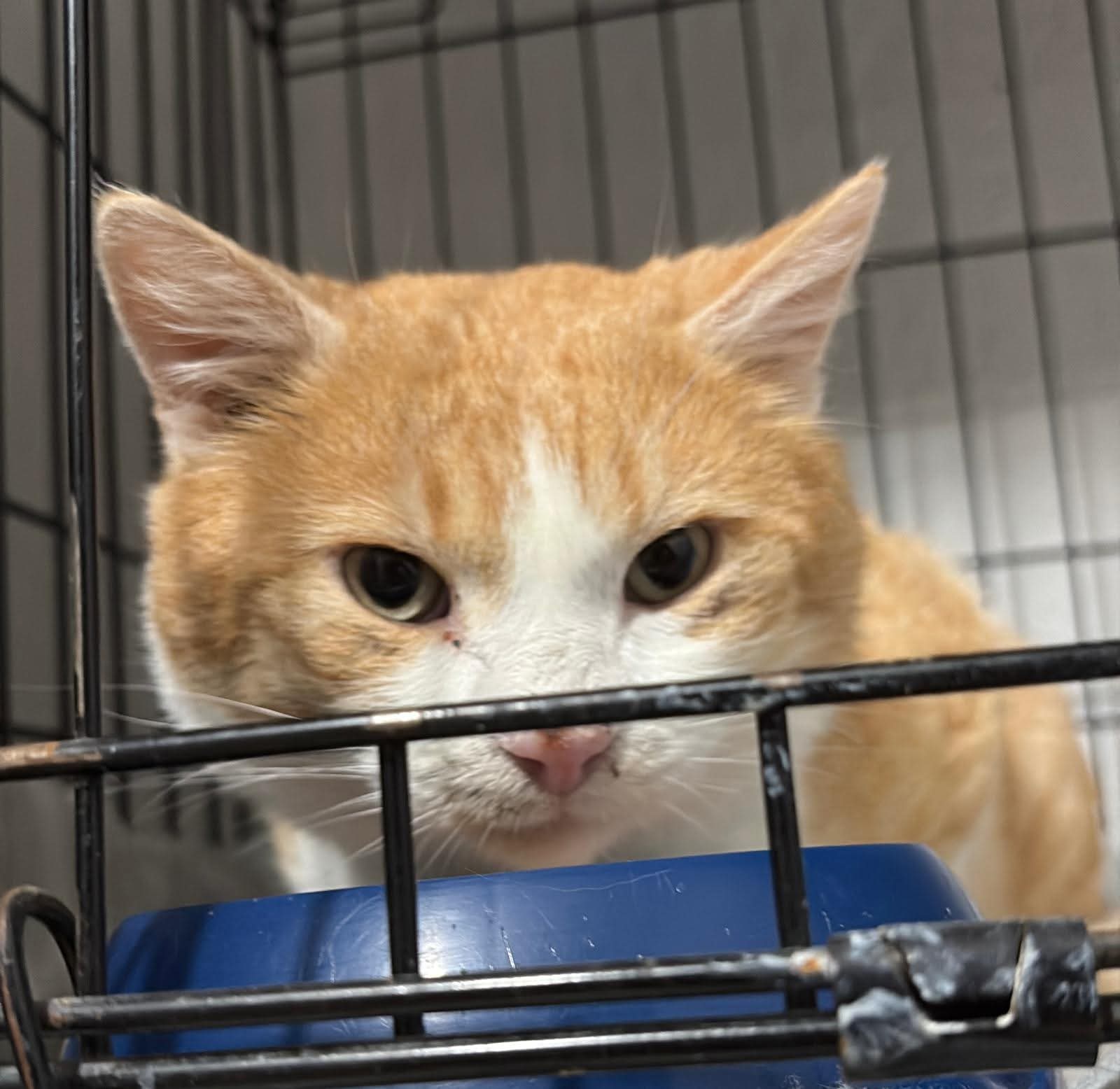 ❗ Adoptă-l Omule pe Leo ❗🙏🏻😿