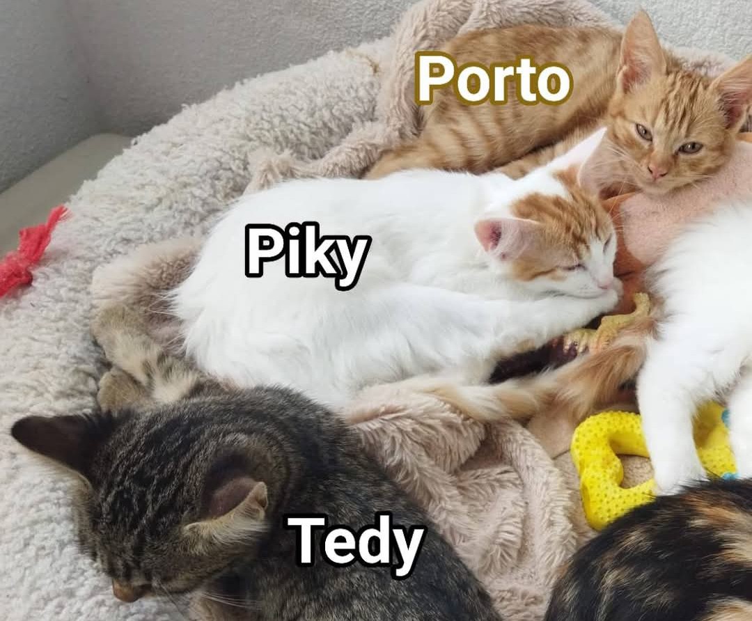 5 pitici de pisici pentru adopție!