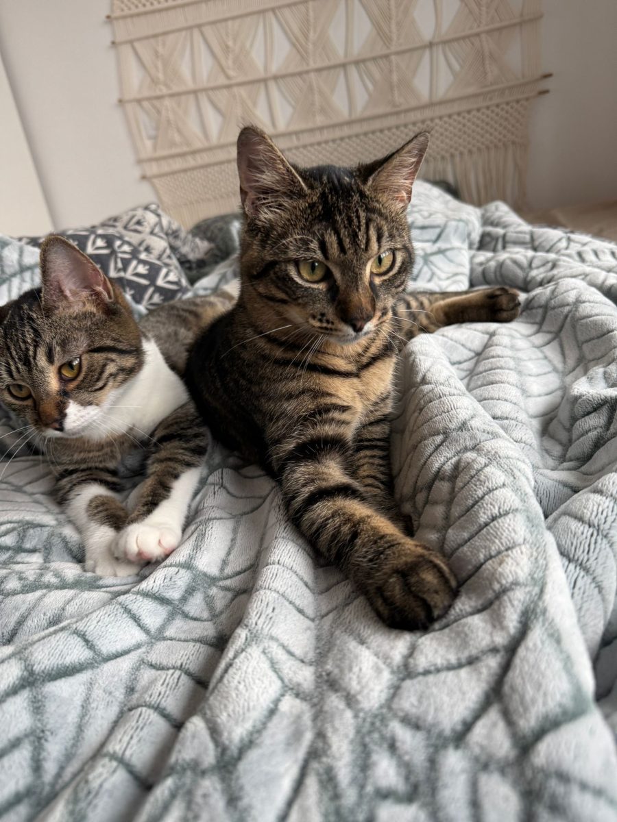 🧸🧸 Rio & Raya își caută o familie împreună sau separat – București