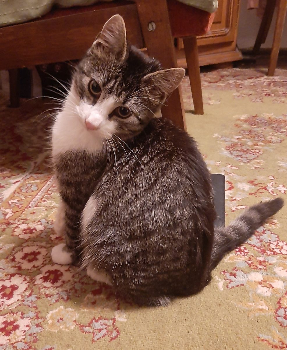 Motanel pentru adoptie