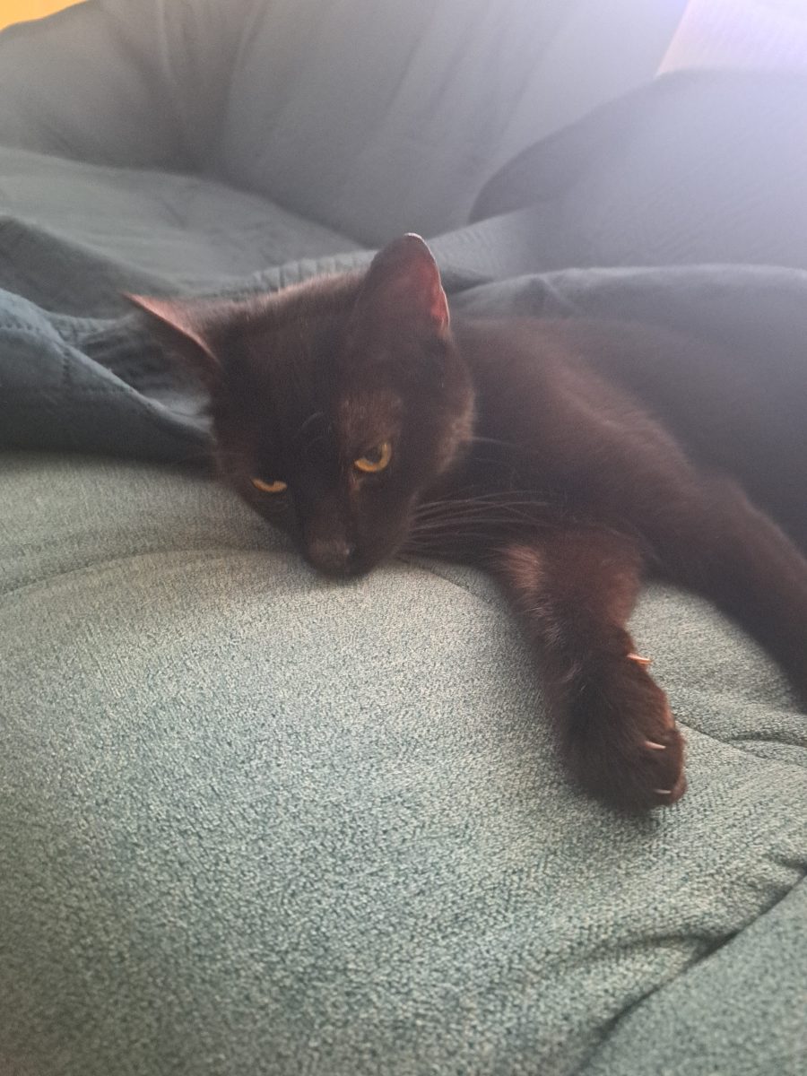 Scar si Shadow ( pisici spre adoptie)