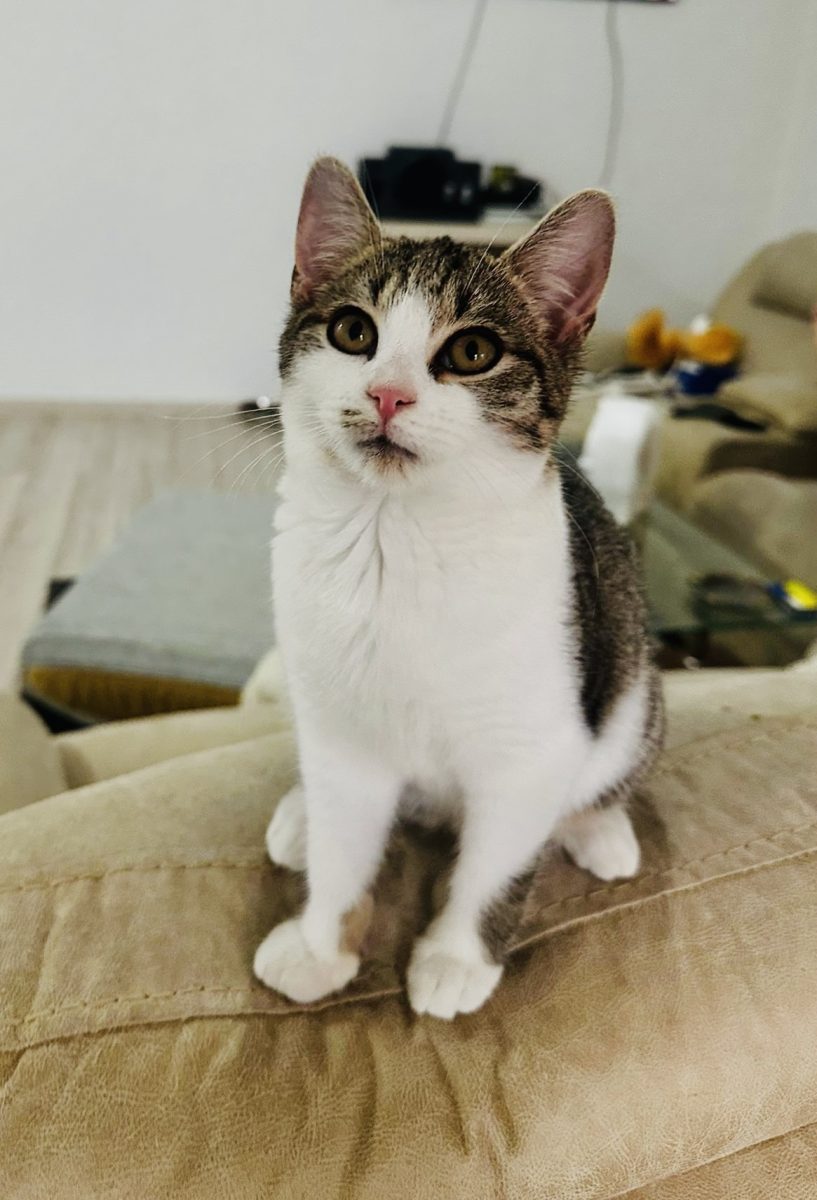 🚨 URGENT – PISICUȚĂ DE 3 LUNI CAUTĂ CASĂ!