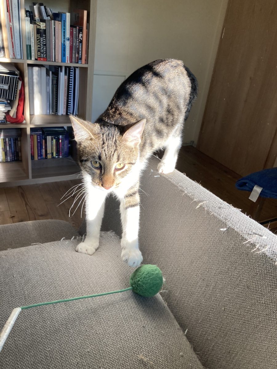 Snooker, baiat frumos si bun pentru adoptie