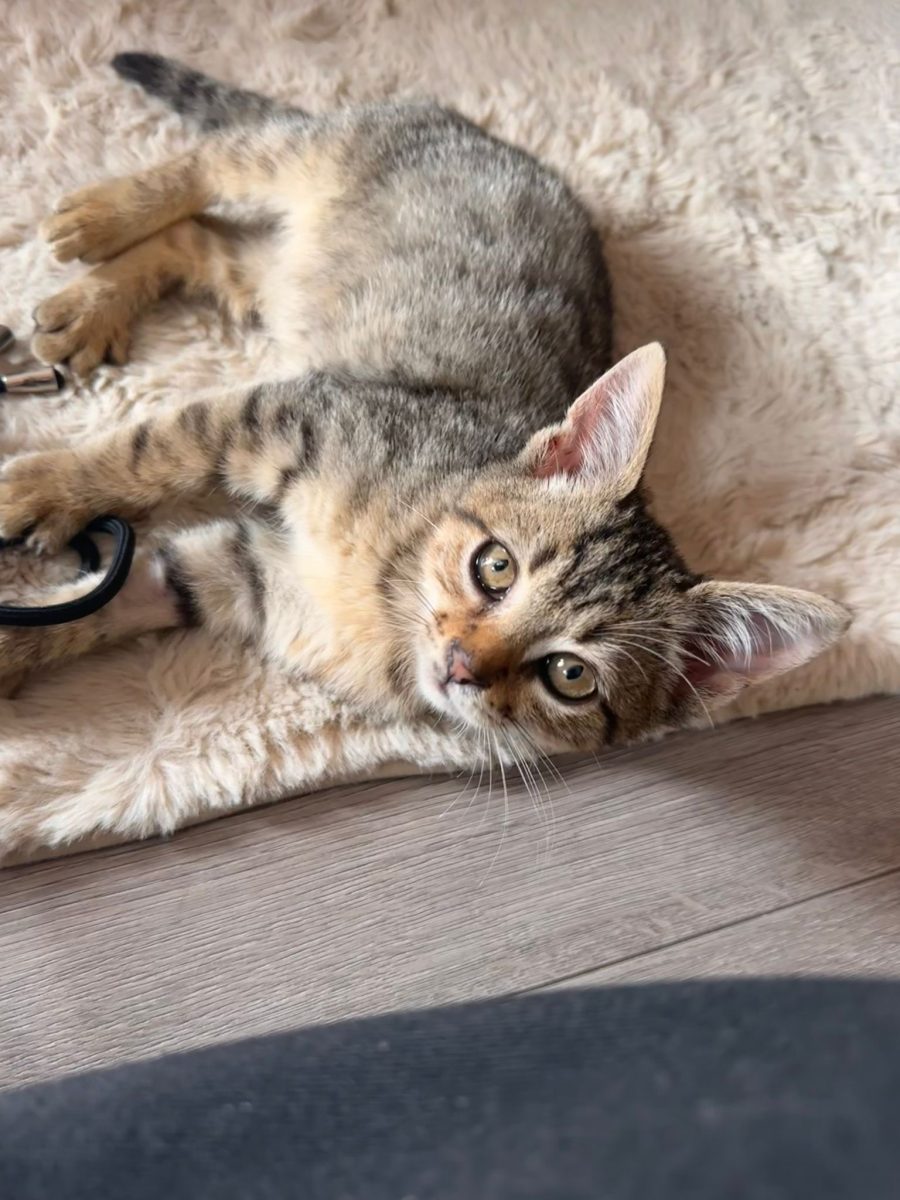 🧶 Ricky Bobby, motănel de 3 luni jumătate, pentru adopție în București sau împrejurimi