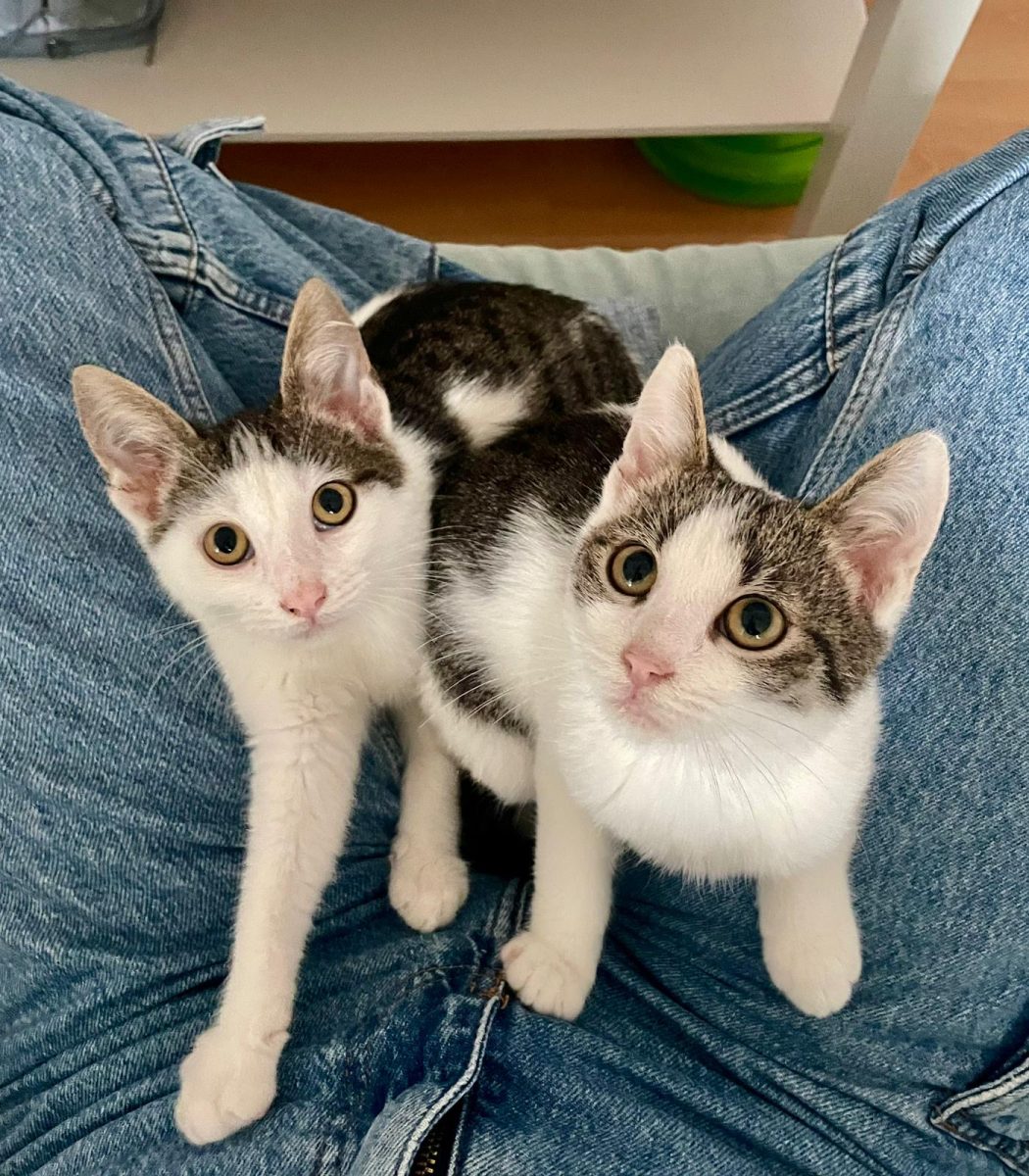 💕 Ricky și Martin,  împreună sau separat – adopție București