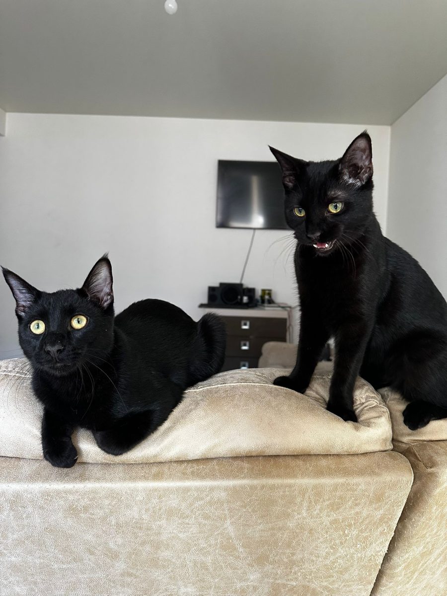 🥝Urgenta nevoie de adoptie 2 fratiori🥭