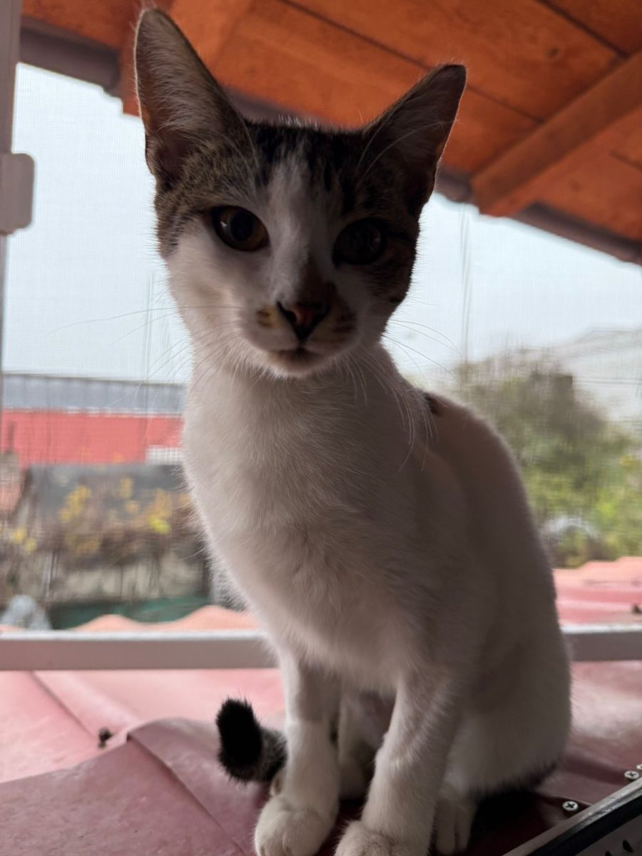 🐾 Mica își caută o familie! 🐾