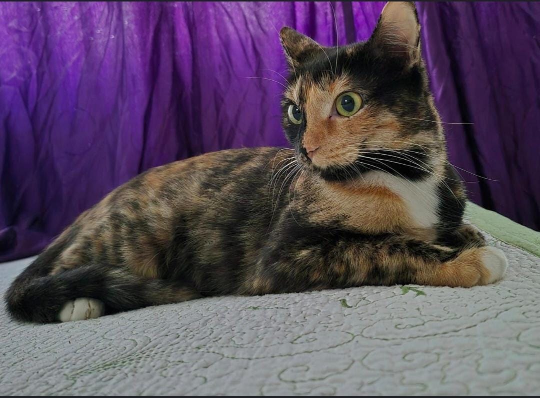 Pisica spre adopție