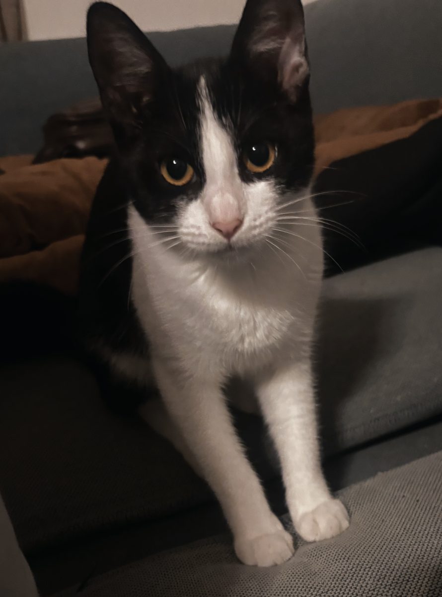 Pisica fetita 5 luni spre adoptie