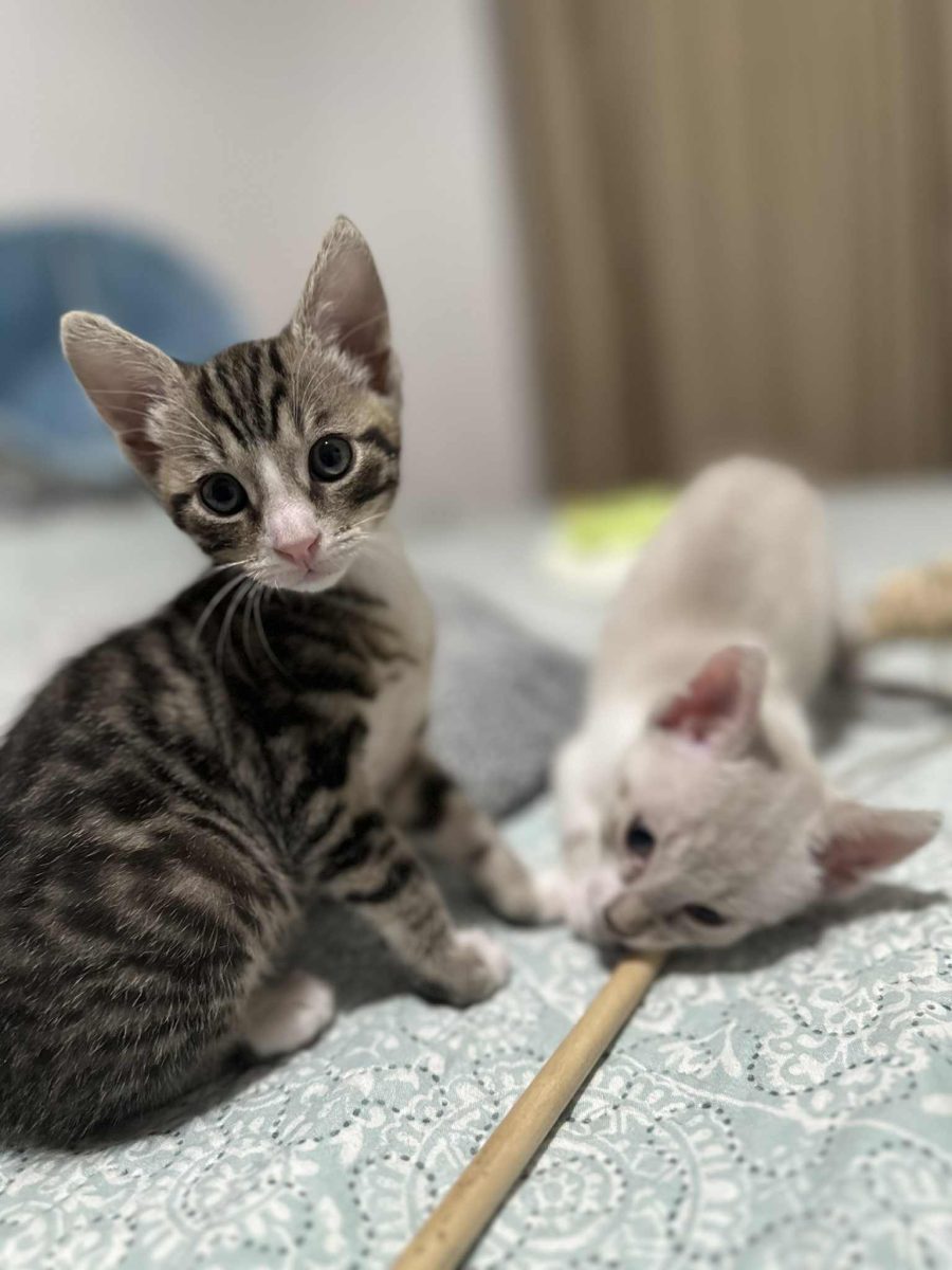Bebi ori 2,  doua minuni cu blanita in viata ta!