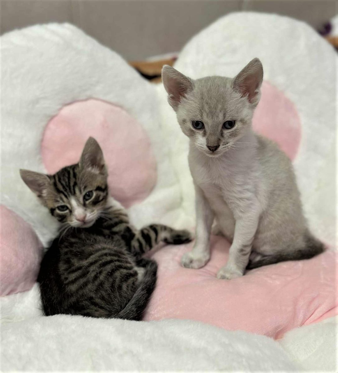 Bebi ori 2,  doua minuni cu blanita in viata ta!