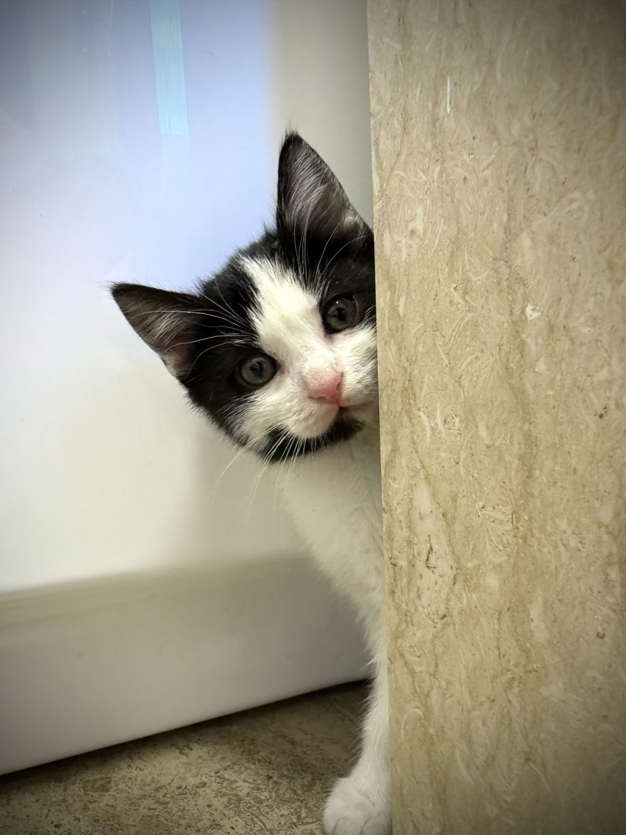 Baby kitten Pixie 2 luni