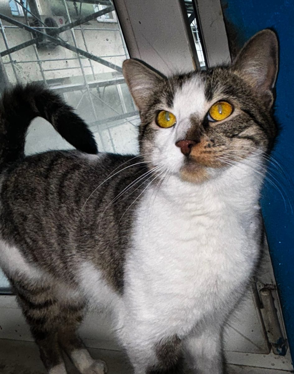 URGENT- Un suflet blând, dar fără noroc..
