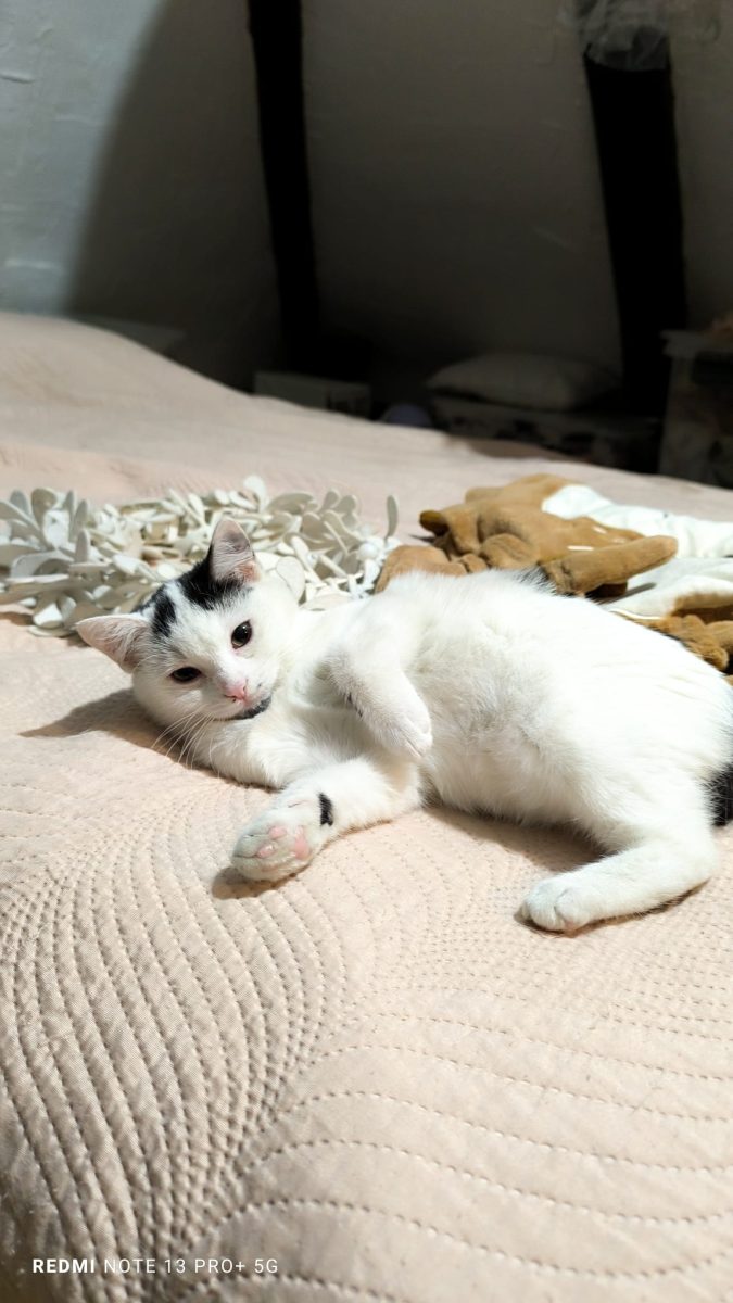pisica de 4 luni pentru adoprie