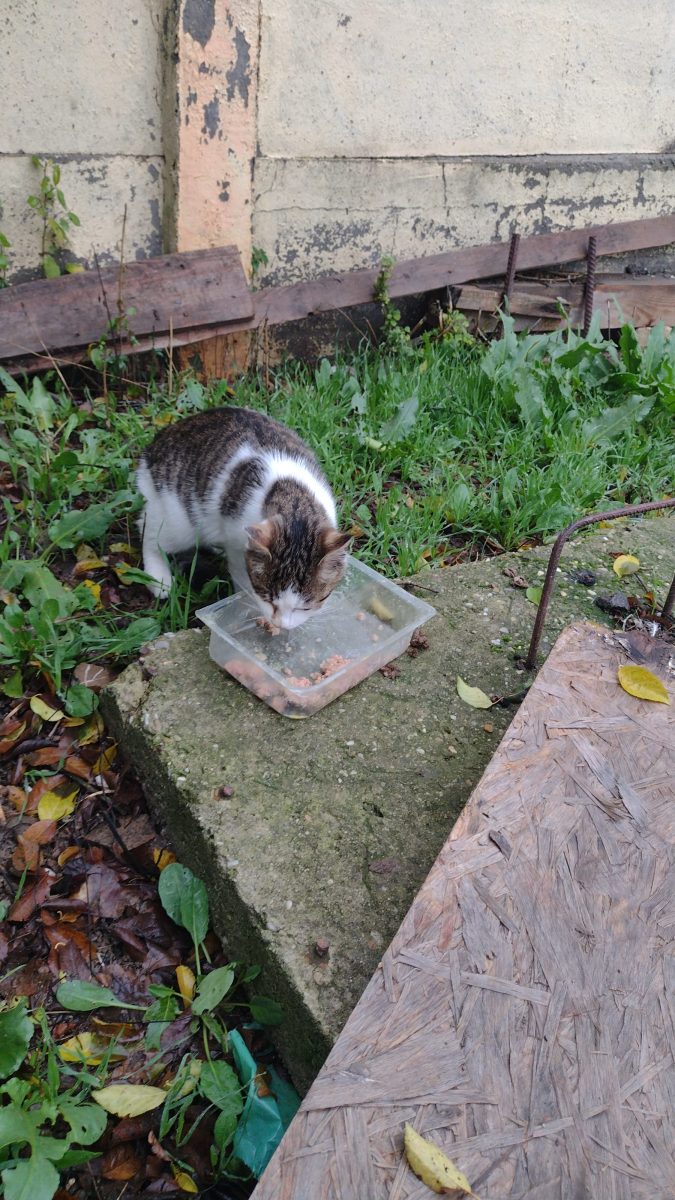 Bună seara dau spre adopție o pisică care a venit la mine in curte și este rănită la un ochi nu am posibilitatea să mă duc cu ea la veterinar eu mai am 5 pisici și 2 câini și nu pot să o țin