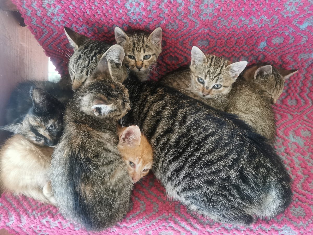 Pisoiași cautam stăpâni iubitori