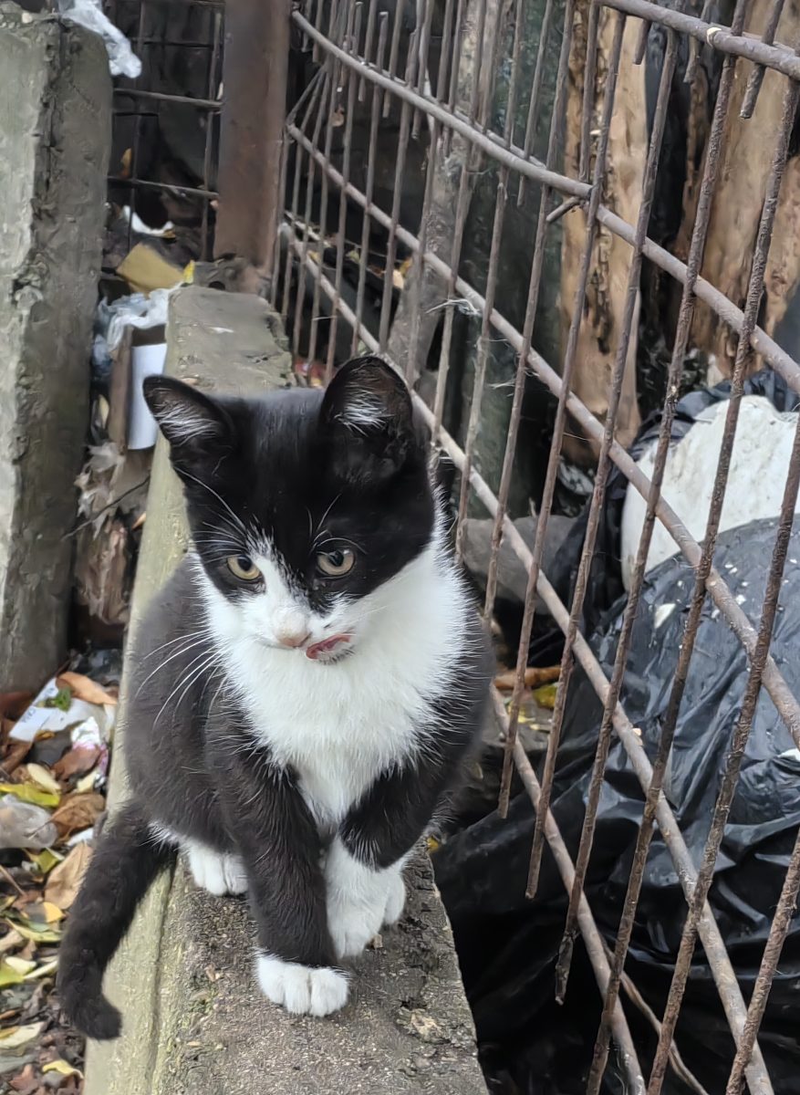 Motănel Tuxedo