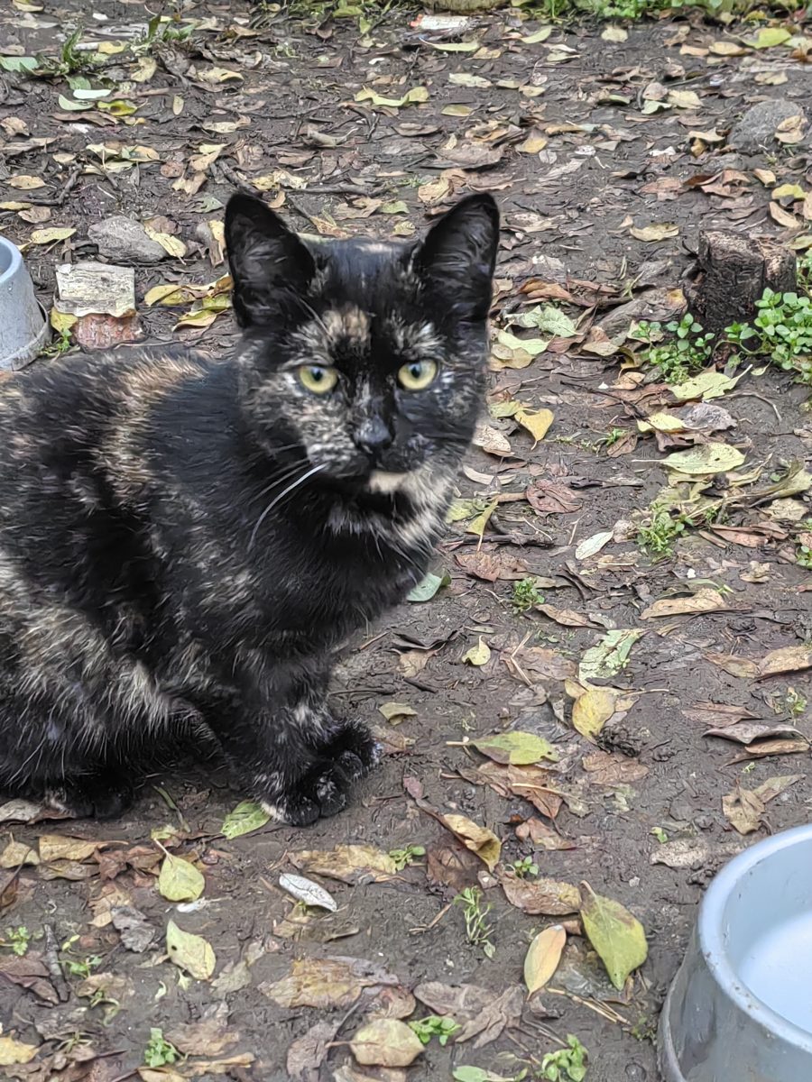 Pisicuță tortie Margica