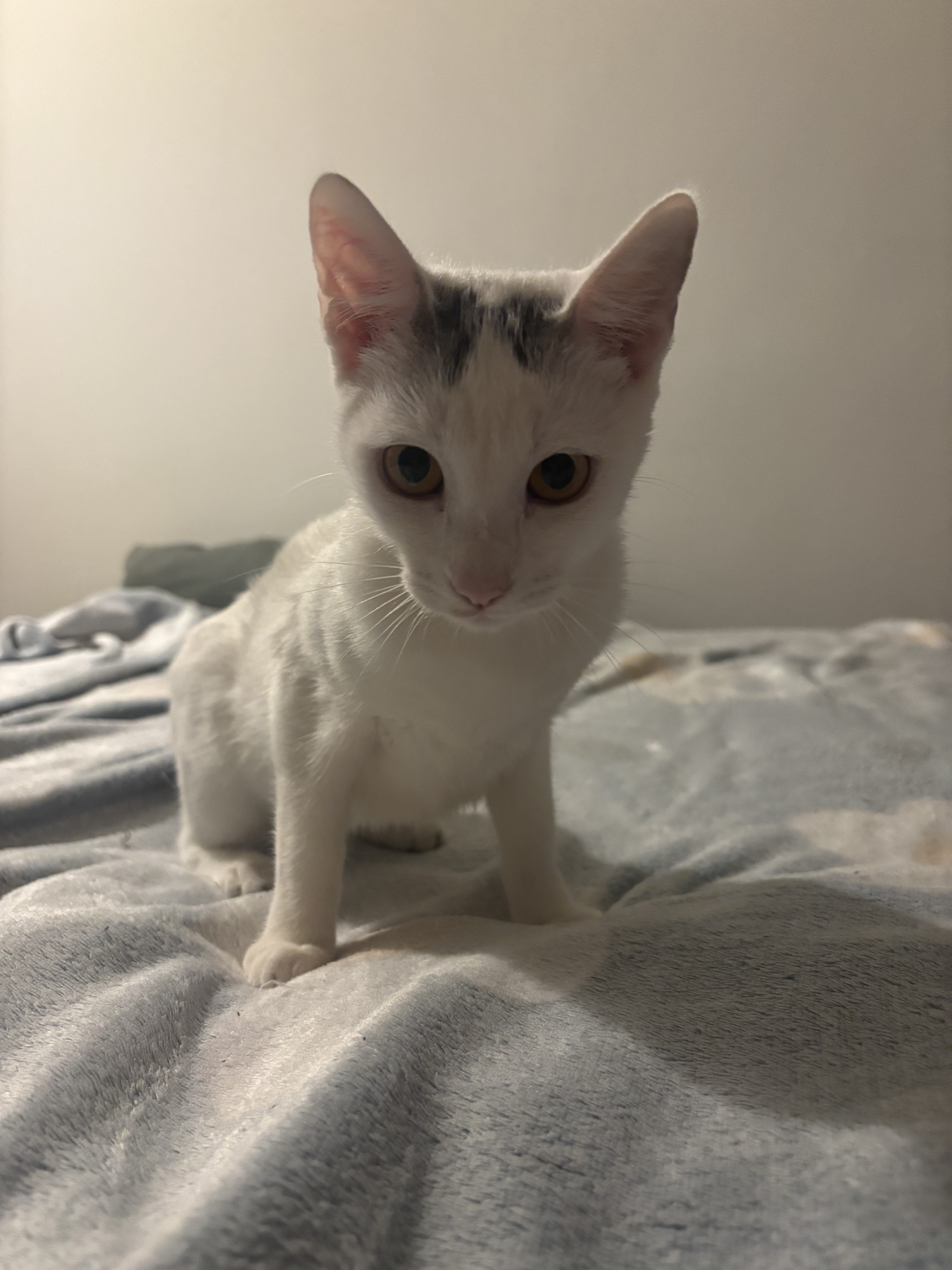 Pui fetita pentru adoptie (6 luni)