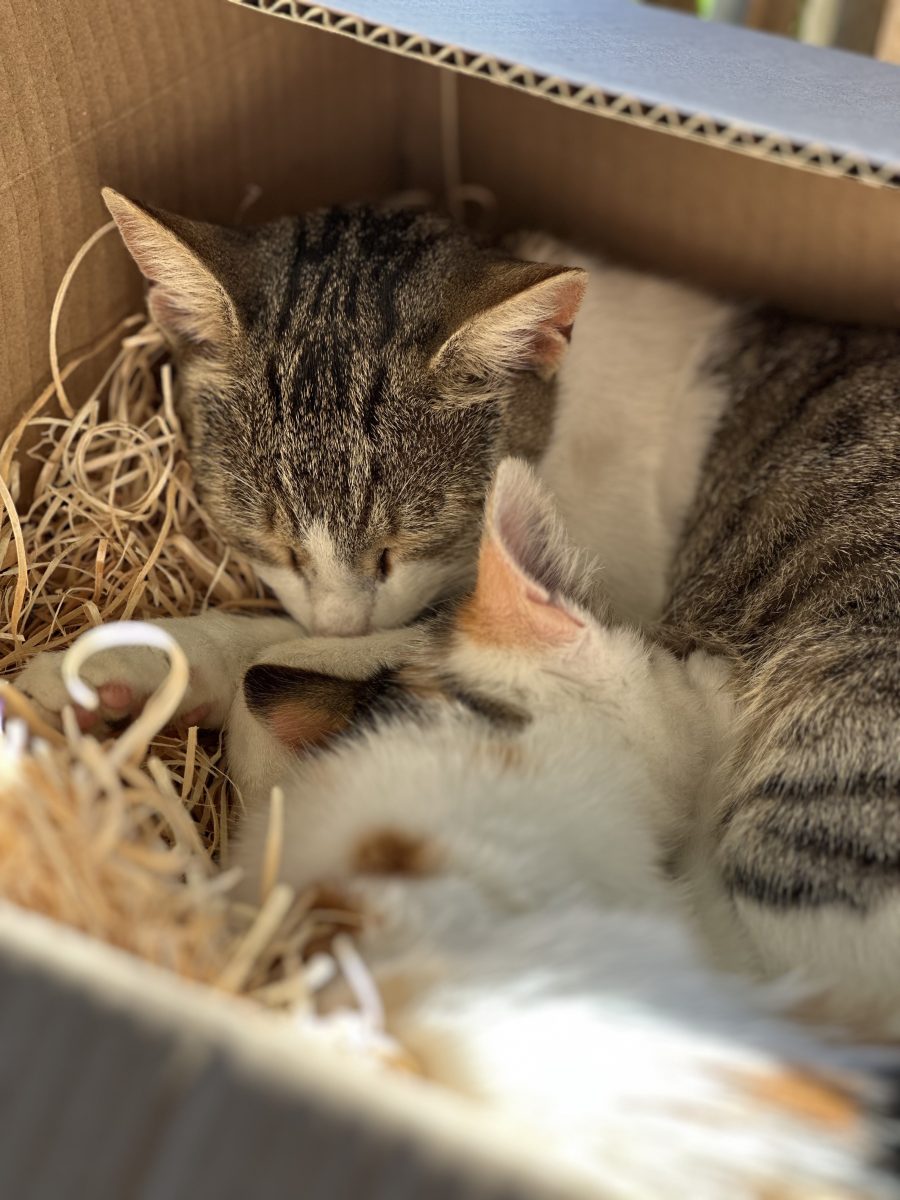 Pisicuta spre adoptie