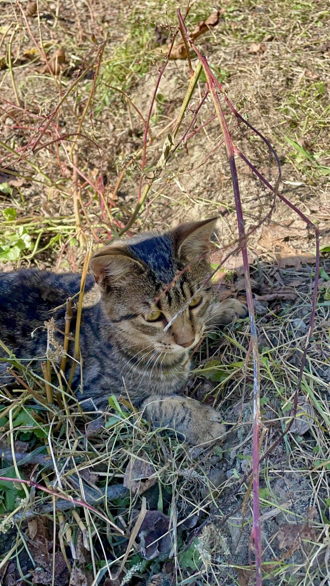 🐾 Pisicuță afectuoasă caută o familie iubitoare 🐾
