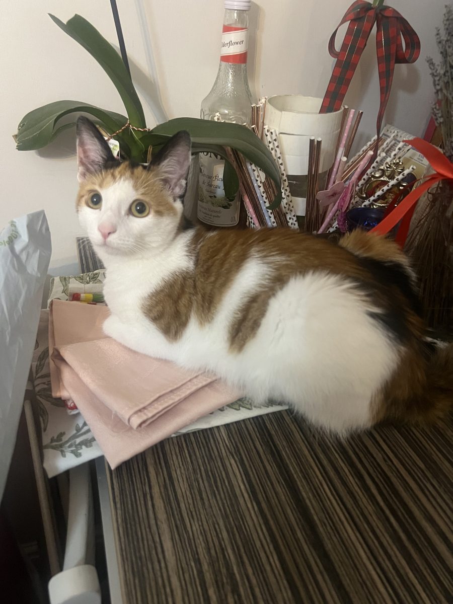 Pisica Calico 1,5 ani