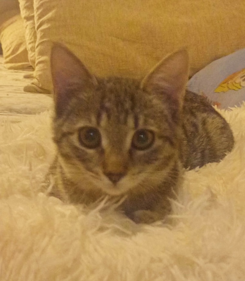 Pisicute metis British Shorthair