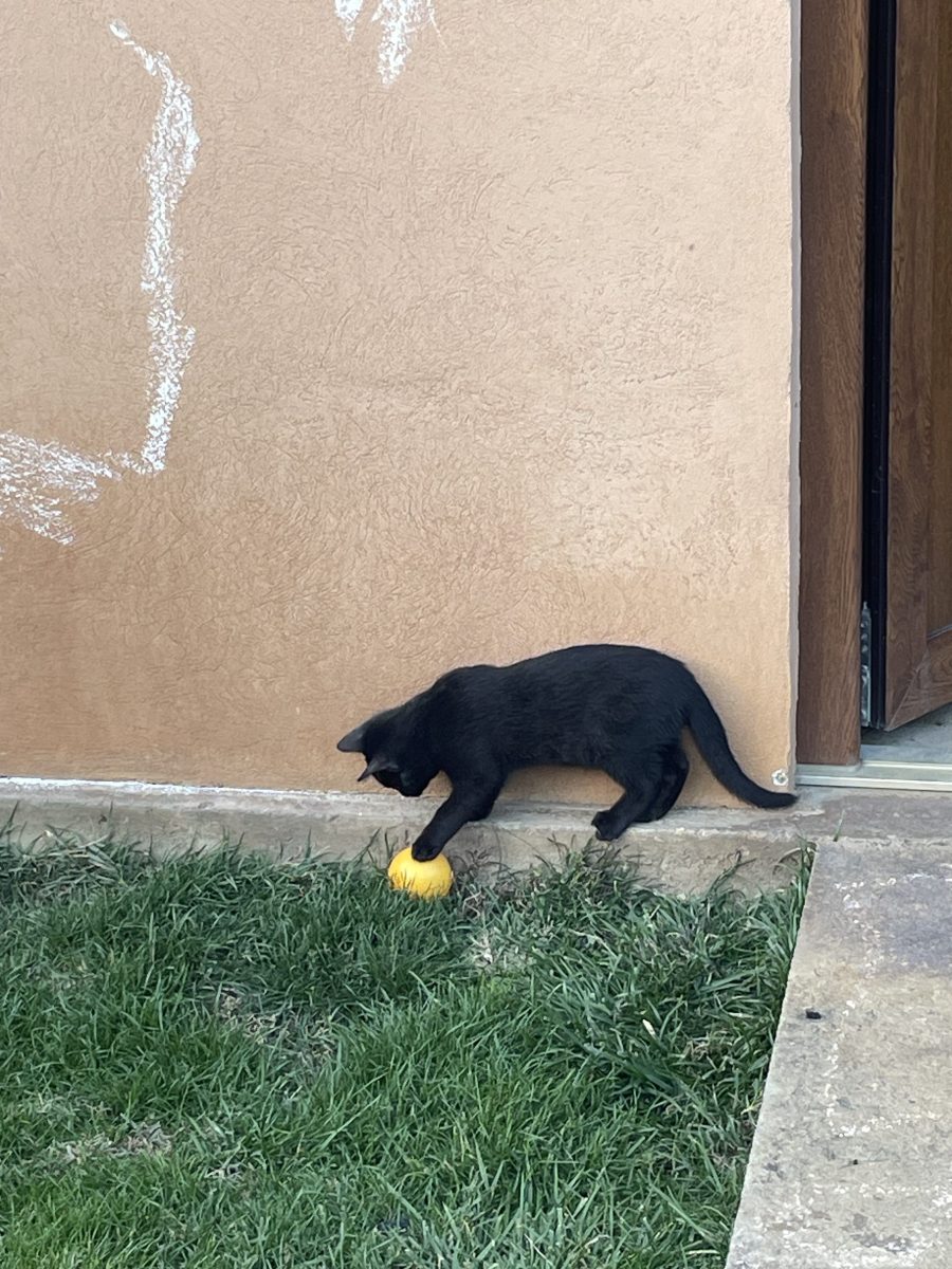 Pisic negru