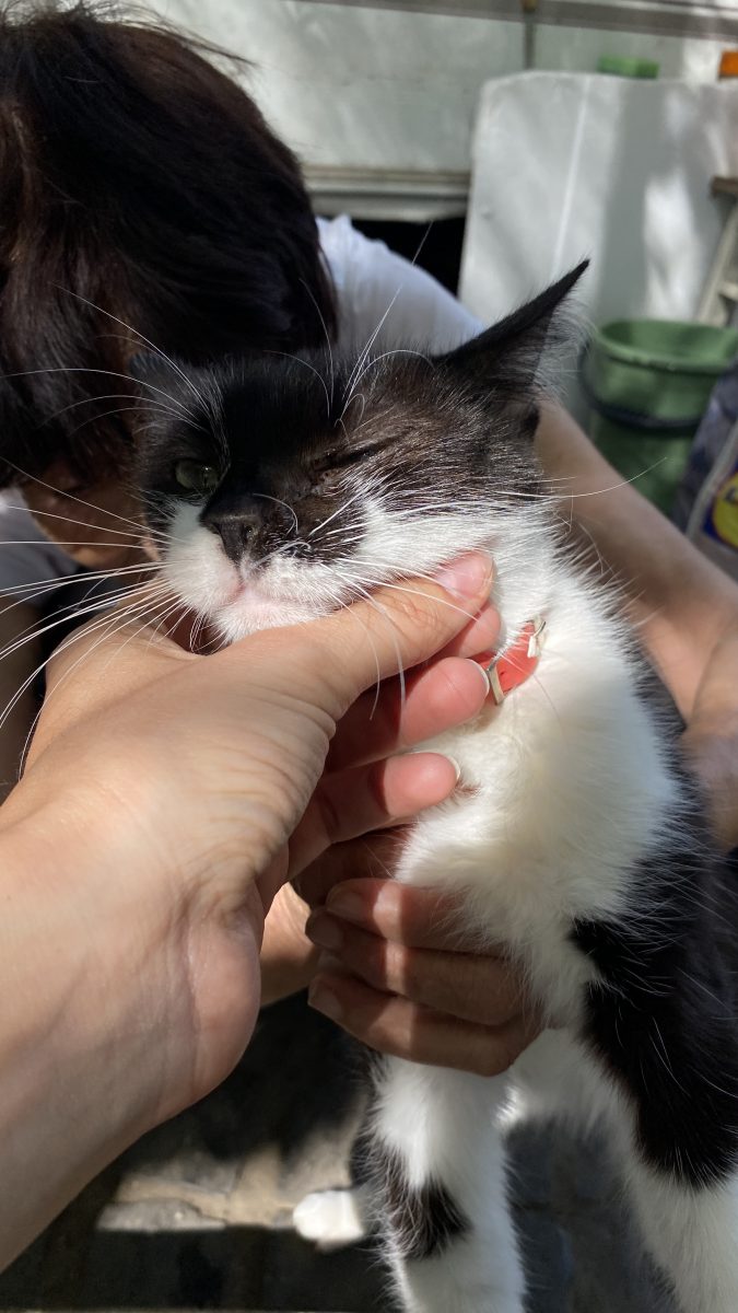 MIA, aristocrată de Băneasa