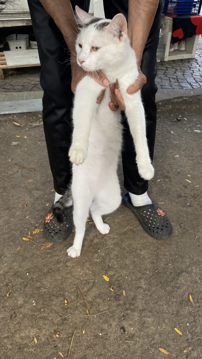 Codițăăă, motanul curios, E blând, jucăuș și frumoss.