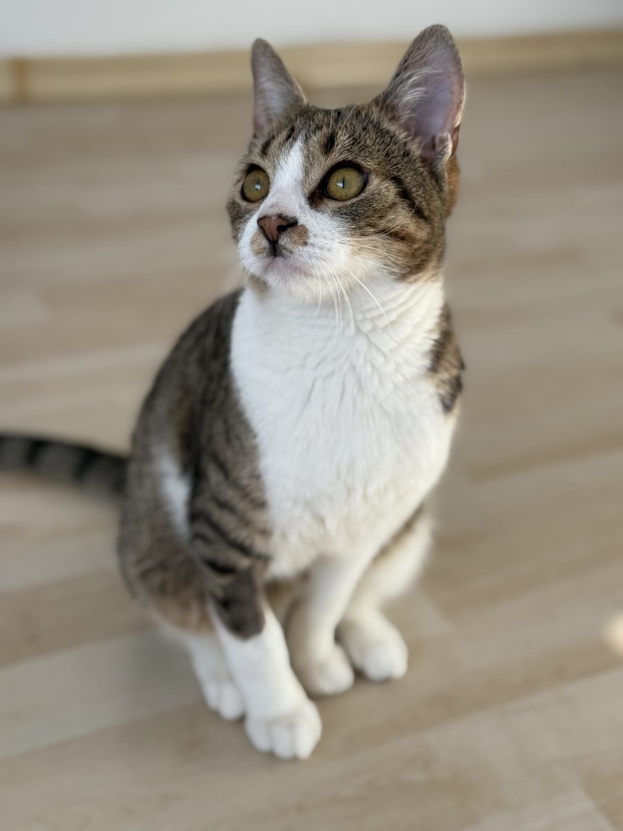 ⭐️ Freddie, motănel 7 luni, își caută omul lui în București