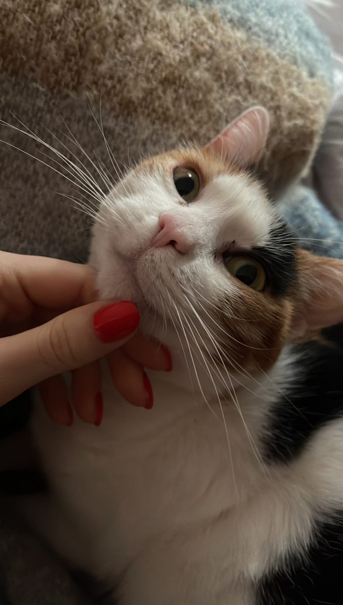‼️ANUNȚ PISICA SPRE ADOPTIE‼️