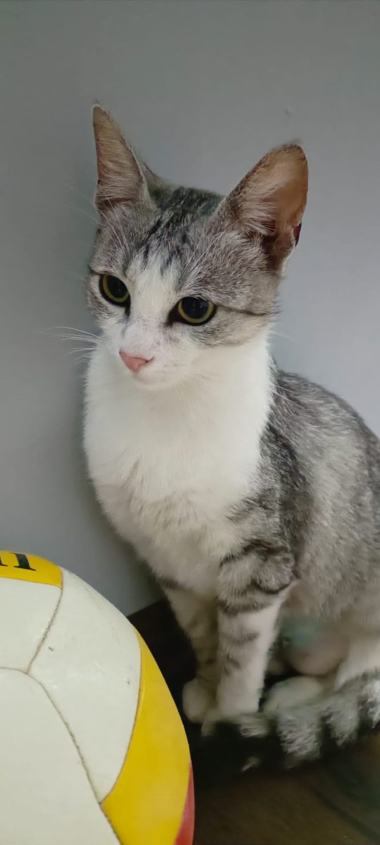 Mara, o domnisoara timida, dar superba si blanda, cautta parinti adoptivi
