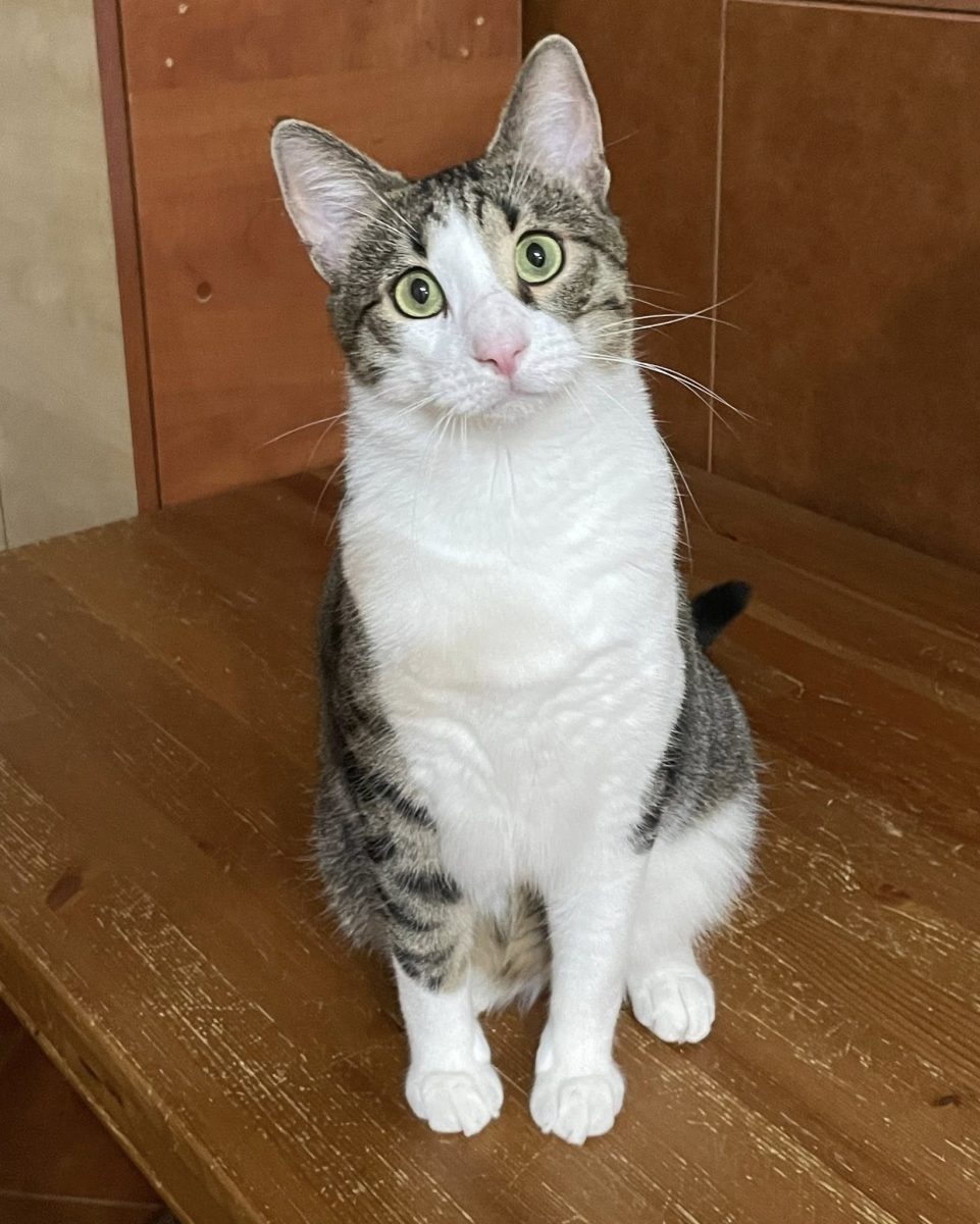 Jynx – Iubărețul Casei vrea sa te cucereasca