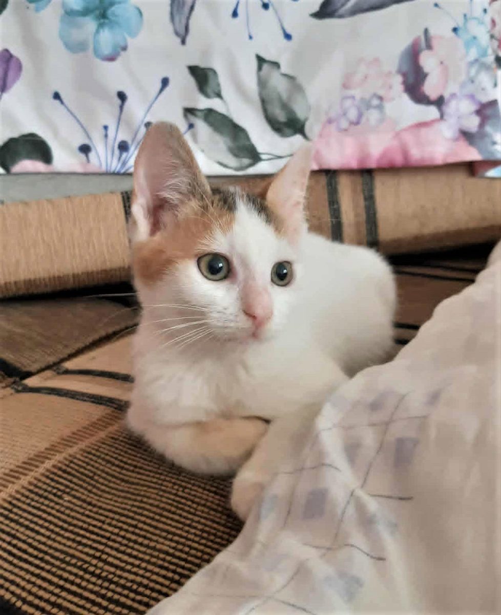 Lily, o inimioara cu multa speranta