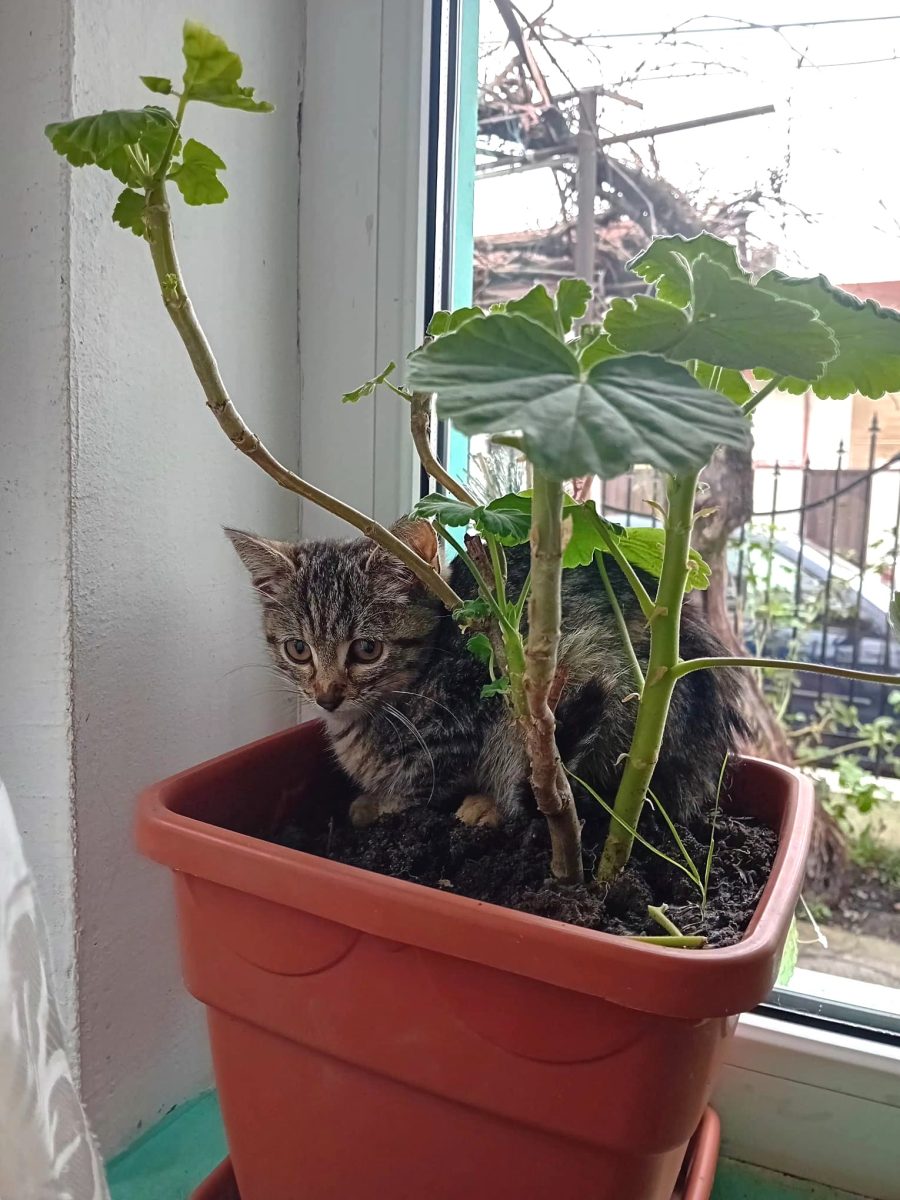 Luna, dragalasenie cu mustati