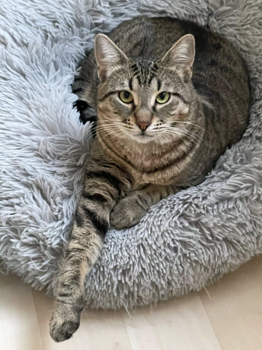 Maya – Super Mamă, Super Pisică