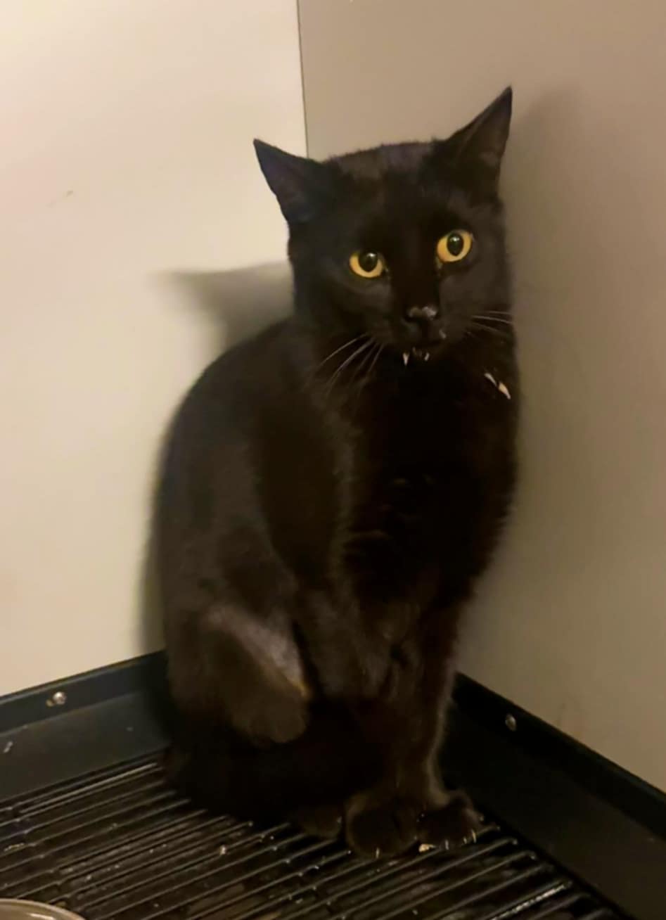 Flow pentru adoptie/foster