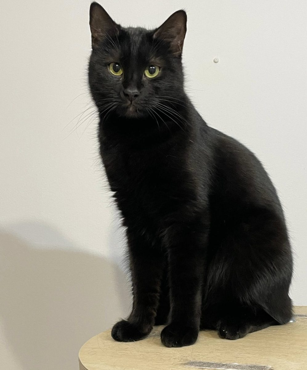 Minnie – neagra de suparare ca nu are pe cine iubi non stop. Ia-o acasa