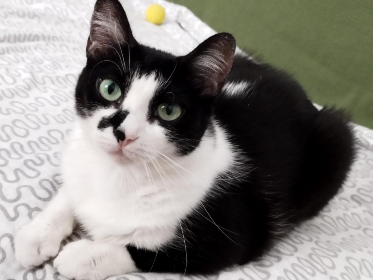 Petra, o pisicuta DE VIS, are MARE nevoie de un nou camin