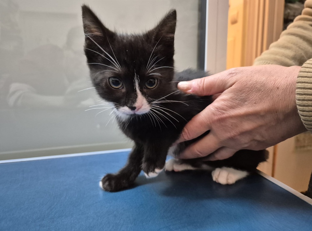 Pisicuta jucausa (2 luni)